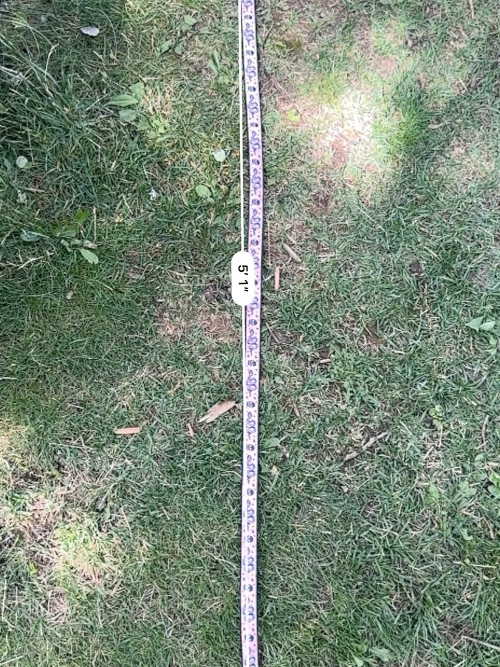 Matching Dog Collar + Leash — Handmade in CO